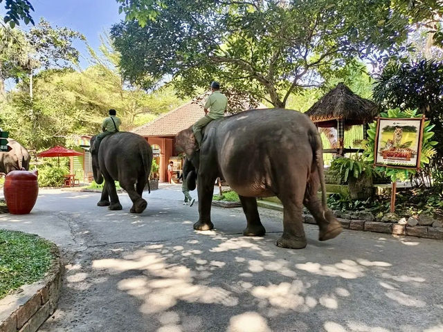 峇里親子必去動物園🦁