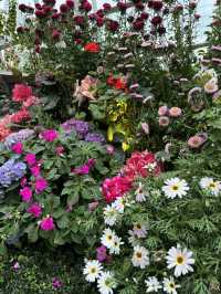 Floral Paradise - Flower Dome Singapore