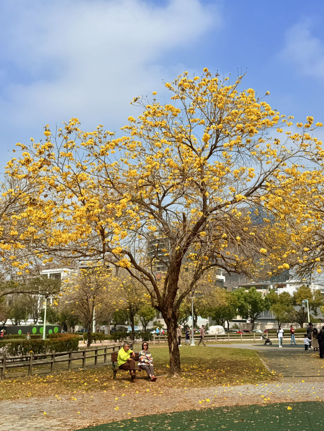 台中｜灑滿天際的金黃 台中廍子公園黃花風鈴木滿開