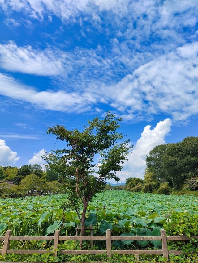 Tamba-Sasayama "Little Kyoto"