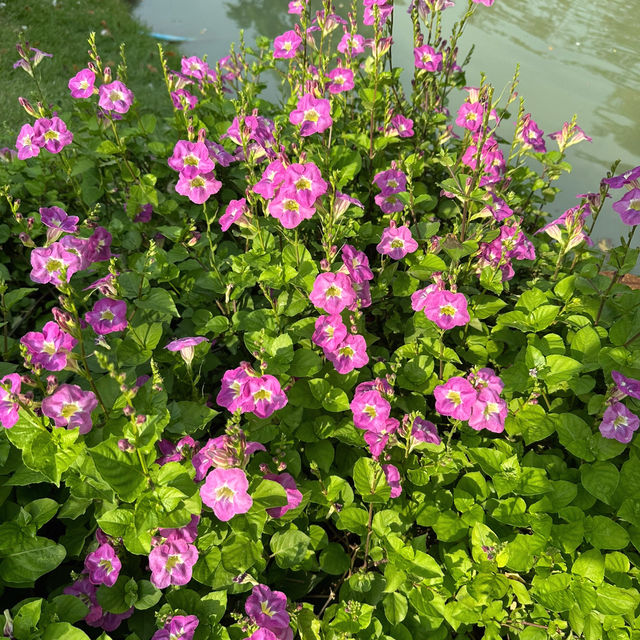 คาเฟ่ไม่ลับ ใน นนทบุรี