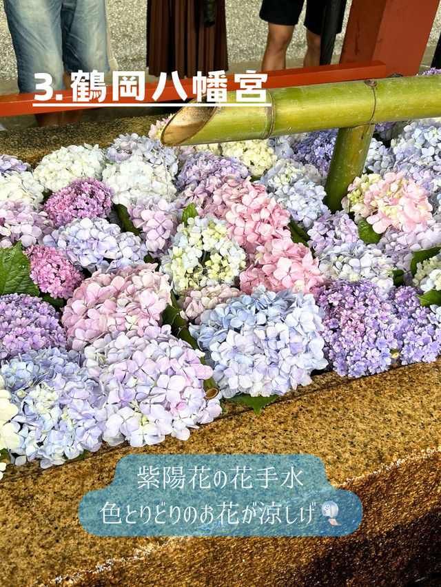 鎌倉紫陽花スポット3選