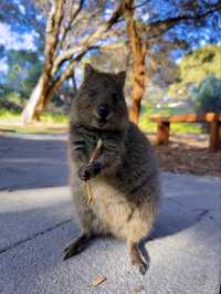 The Pinnacles and Pink Lake: Western Australia’s Natural Wonders