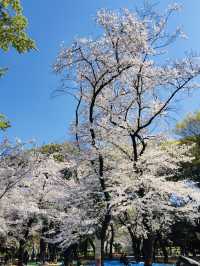 ซากุระบานสะพรั่งที่สวนอุเอโนะ งดงามจนต้องหยุดมอง