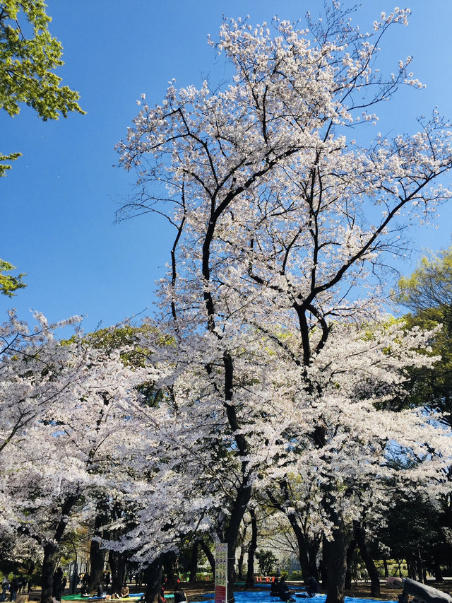 ซากุระบานสะพรั่งที่สวนอุเอโนะ งดงามจนต้องหยุดมอง