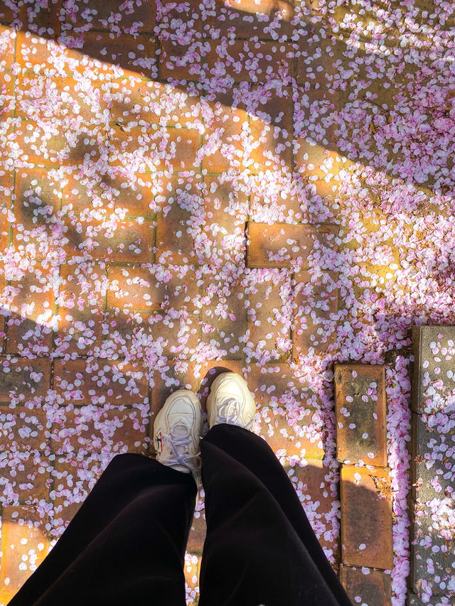 Best Spring Cafés in Seoul🌸 ☕️