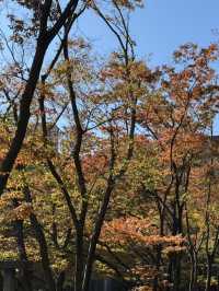 秋日的綠洲：新宿中央公園的紅葉之旅 🍂