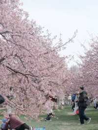 靜安雕塑公園賞櫻攻略：藏在都市裡的粉色