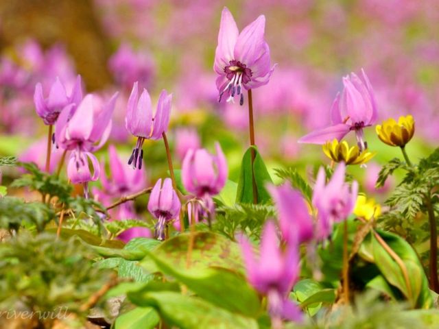 【北海道】知る人ぞ知るカタクリの群生地「男山自然公園」