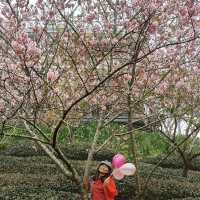 私人秘境瑪嵐雲瀑花園賞櫻、賞茶園及雲海趣