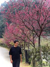 ดอยอ่างขาง อ.ฝาง จ.เชียงใหม่🌸🌸🤍