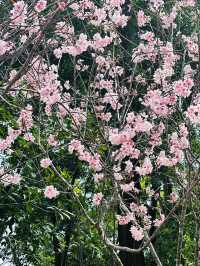 《大埔海濱·平日放鬆 賞花賞櫻🌸賞海景 打卡之旅》 附交通方法