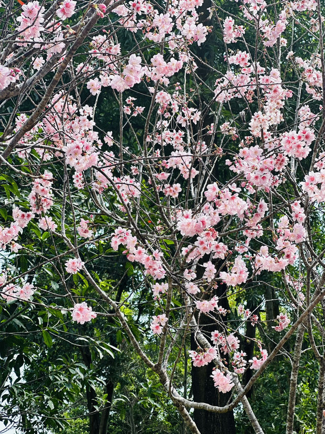 《大埔海濱·平日放鬆 賞花賞櫻🌸賞海景 打卡之旅》 附交通方法