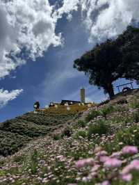 Beautiful & Relaxing Visit to Cameron Highland Flora Park