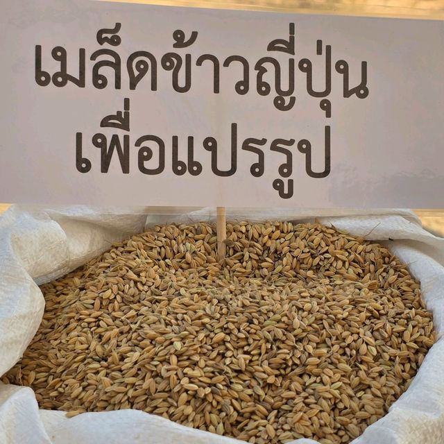 ท่องเที่ยวเชิงเกษตร : ข้าวจาปอนิกา 🌾