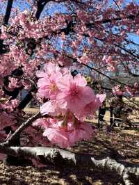 🌸Sakura Season Magic🌸: Where to See Japan’s Most Stunning Blooms