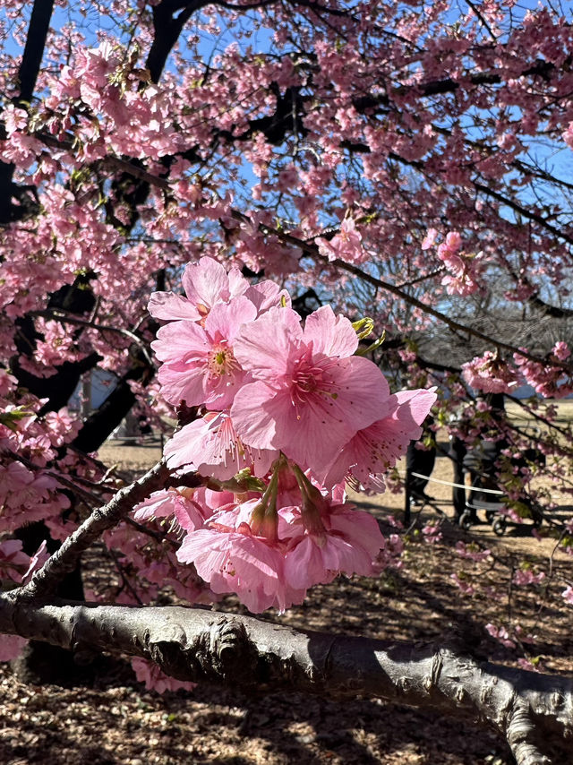 🌸Sakura Season Magic🌸: Where to See Japan’s Most Stunning Blooms