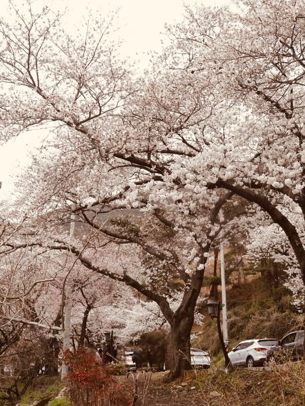 Spring Festivals and Cherry Blossom Delights 🎉🌸