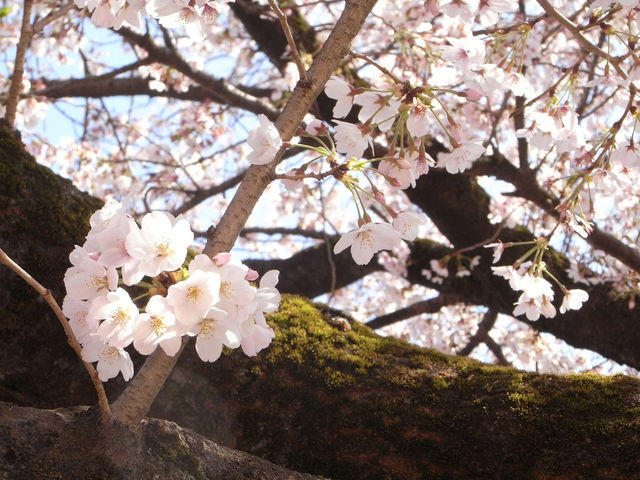 Chasing Sakura at Tokorozawa Aviation Memorial Park