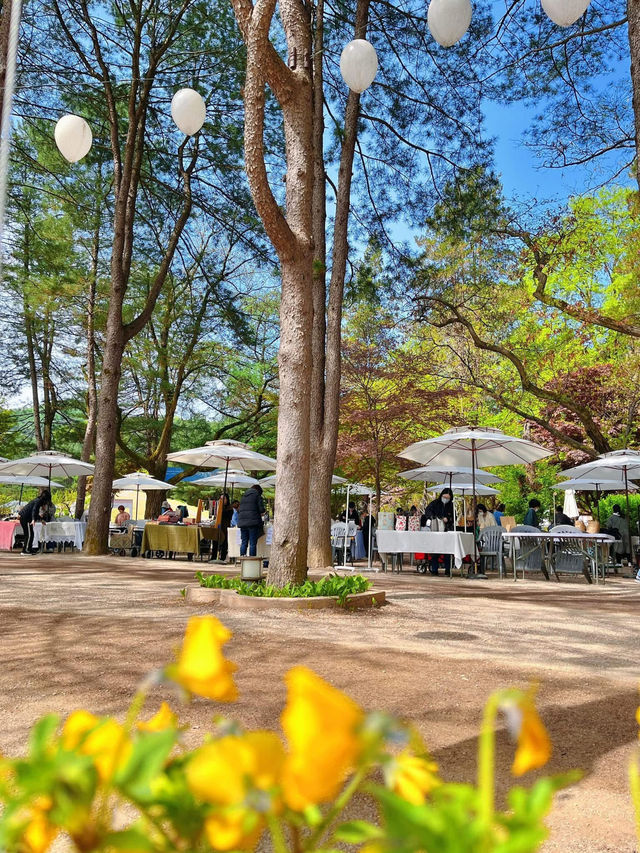 Chasing Sakura at Nami Island