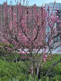 Chasing Sakura in Binhai, Tinjian