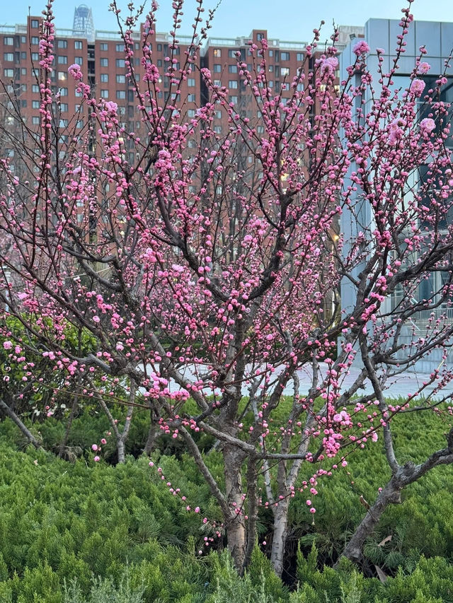 Chasing Sakura in Binhai, Tinjian