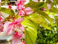 櫻🌸吹雪～淀之河津櫻