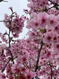 Spring Bliss: Cherry Blossoms in Full Bloom at Maruyama Park