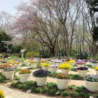 屋嘉兒童公園·賞櫻與遊樂樂趣