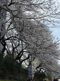 부산 도심속에서 떠나는 벚꽃여행 🎀