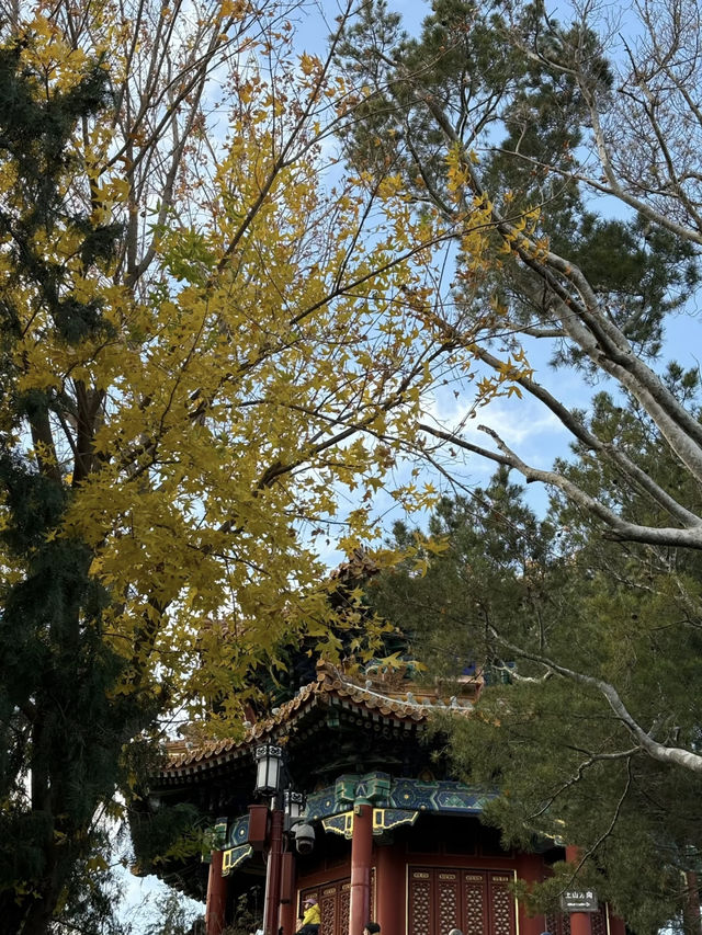 Fall Foliage & Views at Jingshan Park 🍁🍂