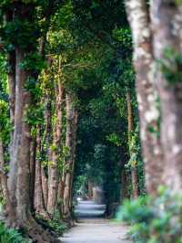 備瀬のフクギ並木 – 沖縄の絶景フォトスポット🌿📷