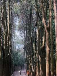 Longquan Mountain