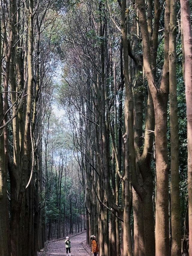 Longquan Mountain