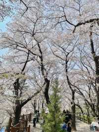 대전 테미공원 벚꽃동산 🌸✨  