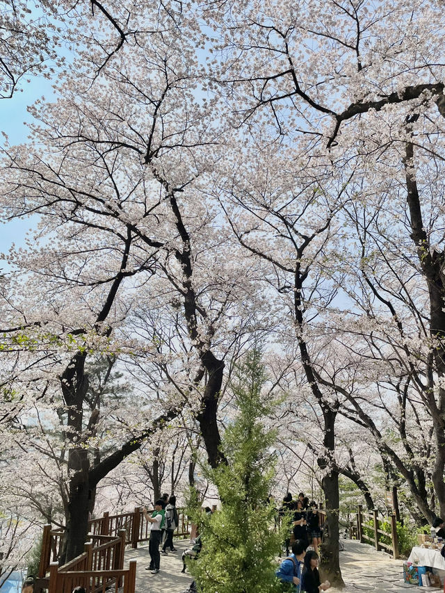 대전 테미공원 벚꽃동산 🌸✨  
