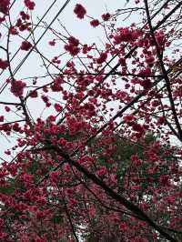 🌸** 台北滬尾櫻花大道是春季賞櫻**🌸