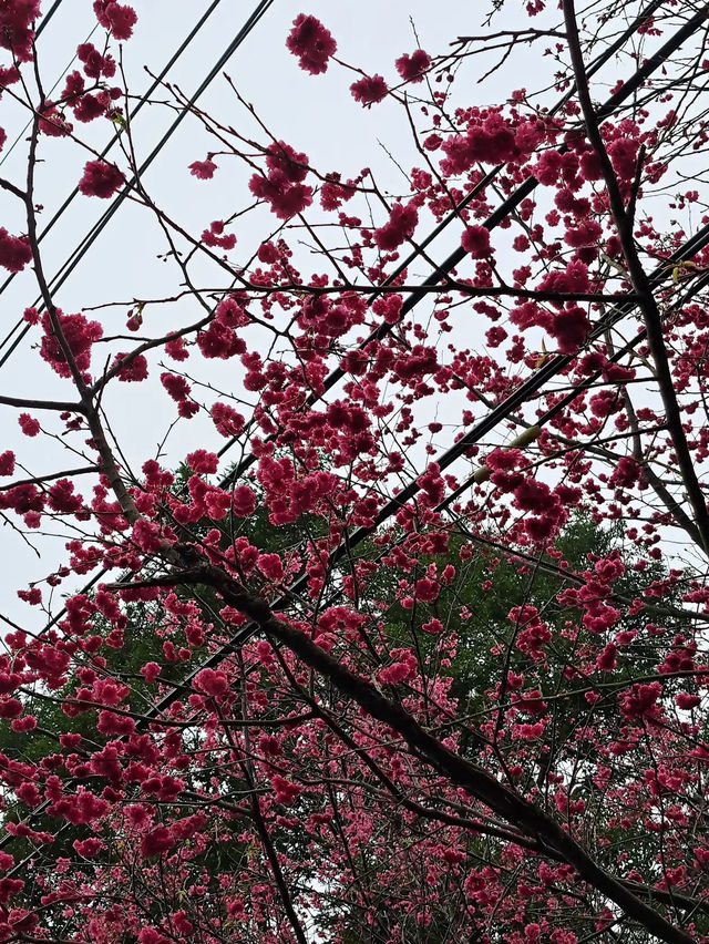 🌸** 台北滬尾櫻花大道是春季賞櫻**🌸