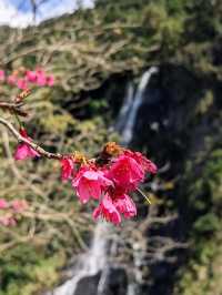 🌸** 烏來區以其自然美景**🌸