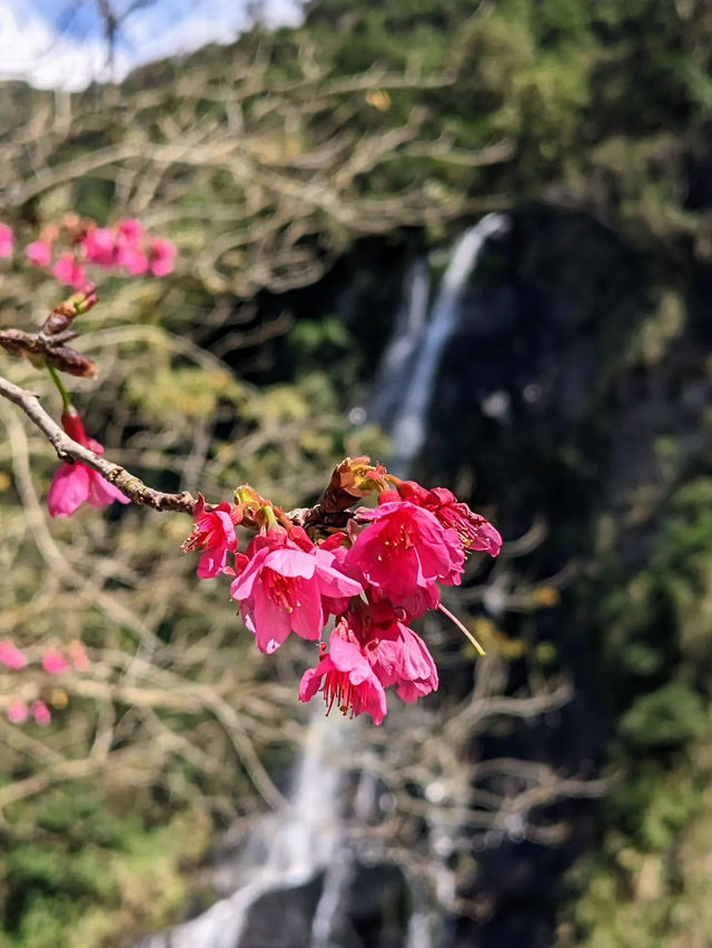 🌸** 烏來區以其自然美景**🌸