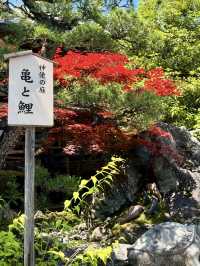 Azaleas in Full Bloom at Matsunoo-taisha Shrine