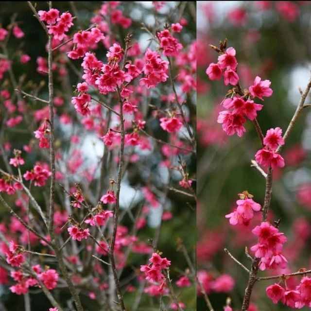 🌸香港秘密花園🌸