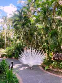 ✨White Peacock Sighting at The Farm✨💕