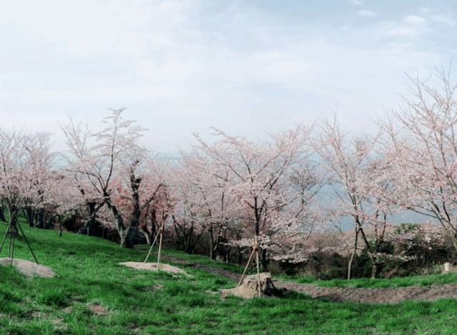 四國賞櫻之旅：紫雲出山頂展望台