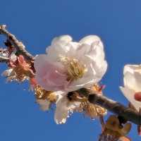 福壽山農場 