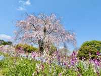 【昭和記念公園】定番の公園の桜はやはり素晴らしく感動❗️