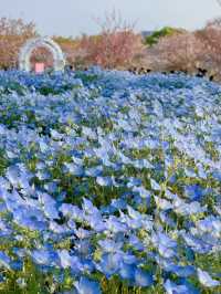 【東京】いま絶対に行きたい!!ネモフィラと桜のコラボ絶景