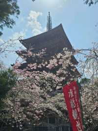 「想當一日京都人，結果當了一日賞櫻戰士。」