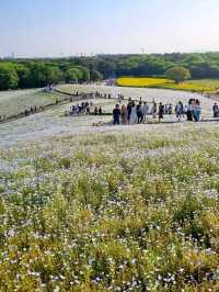 BLUE NEMOPHILAS AT HITACHI SEASIDE PARK, IBARAKI
