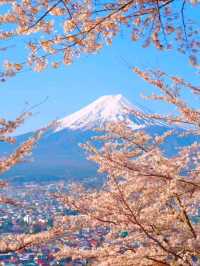 Pink Perfection: Mount Fuji's Cherry Blossom Spectacle at Oshino Hakkai